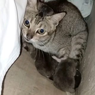 Entregan al Refugio Patitas solidarias una gata tras un año de tenerla