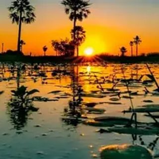 De estancia ganadera a parque nacional: volvieron especies extintas en Corrientes