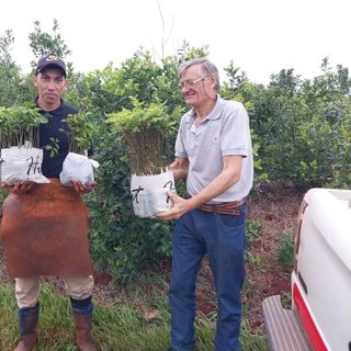 Miden la huella de carbono de 59 productores de yerba mate en Misiones
