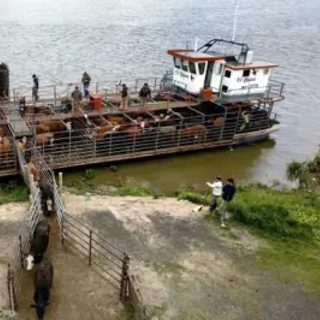 Crecida del Paraná: evacuar 500 vacas cuesta hasta $29,5 millones