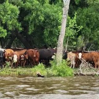 Crecida del Paraná y el Uruguay: evacúan ganado de las islas correntinas