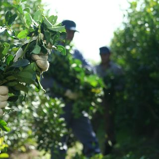 Capacitan a cosecheros yerbateros en Corrientes y Misiones