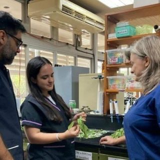 Estudian en el NEA la toxicidad de 16 plantas medicinales