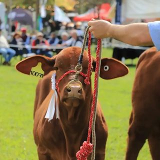 Toros Brangus, protagonistas de la Expo Rural de Virasoro