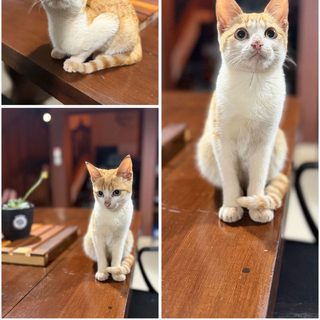 Encontraron un gatito perdido y buscan a sus dueños