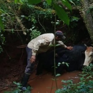 Denunció el robo de una vaca y su ternero, pero estaban atrapados en un arroyo