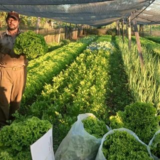 Dejó la actividad forestal tras un bypass y vive de su huerta en Corrientes