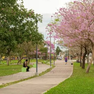 Concurso municipal premia con un iPhone la mejor foto de un árbol florecido