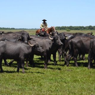 Ituzaingó será sede del primer Congreso Internacional Bubalino