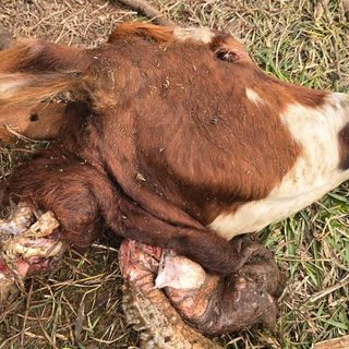 Robaron y faenaron dos vacas junto al río tras el abandono de un destacamento