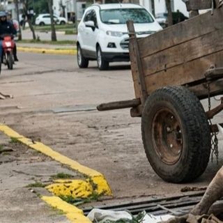 Rescataron tres caballos tras una denuncia por maltrato en Paso de los Libres