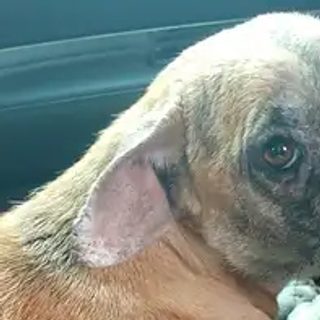 Rifa una moto para pagar la deuda veterinaria de 20 animales