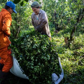 Yerba y arroz correntinos: el productor gana cada vez menos
