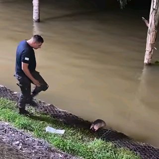 Animales silvestres en la costanera: qué hacer cuando aparecen