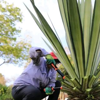 Municipio realiza tareas de limpieza y poda en la ciudad