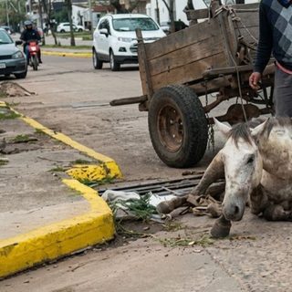 Rescataron a tres caballos maltratados en Corrientes