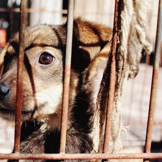 Foto: Alin Luna / Pexels