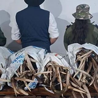 Escondía 70 kilos de astas de ciervo entre la leña