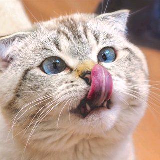 Una app promete traducir los maullidos de los gatos