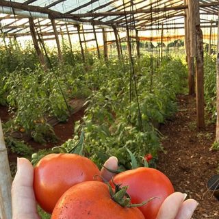 Eldorado: una familia productora inicia nueva cosecha