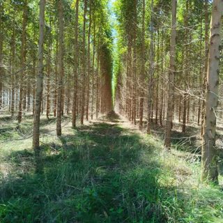 Bonos de carbono: el proyecto más grande del país está en Virasoro