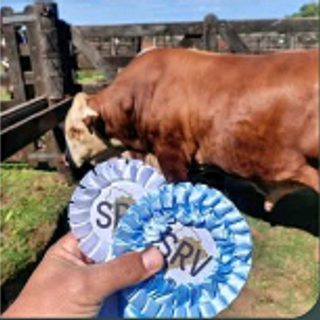 Un ejemplar Braford se consagró campeón en Virasoro