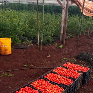 La familia Dalcolmo apuesta a la horticultura en Virasoro