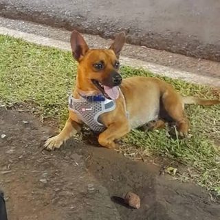 Médico santotomeño a juicio por matar a un perro a tiros