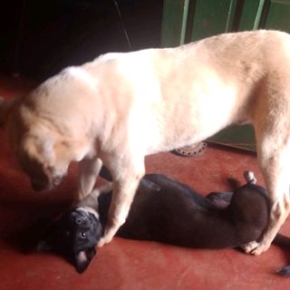Buscan a León y Roco, dos perros perdidos en el barrio Narciso Vega