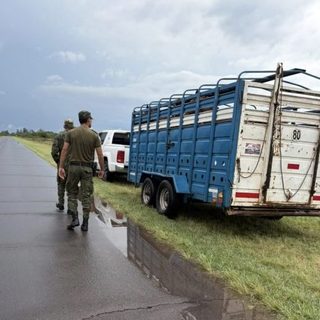 Secuestran camioneta y tres caballos sin documentación en San Luis del Palmar