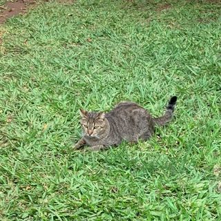 Buscan a Mbara, el gato perdido en Amado Bonpland