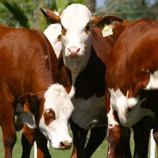 Corrientes: la ganadería mueve US$ 910 millones al año