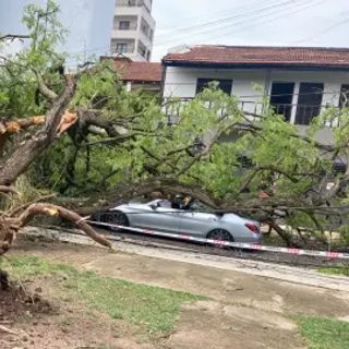 Un árbol cayó sobre su auto en Corrientes y salió ilesa