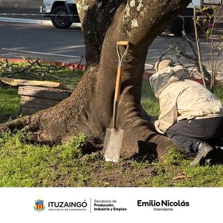 Retiran un enjambre de abejas en Plaza Centenario