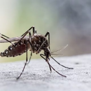 Alertan por riesgo de dengue en el norte argentino