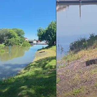 Un yacaré apareció en el parque Mitre por la crecida del Paraná