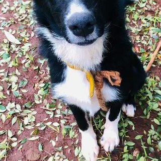 Buscan a un cachorro sustraído frente a su casa