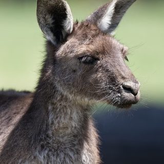 Foto: Gu Bra / Pexels