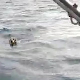 Pescadores rescatan a un perro que nadaba en altamar
