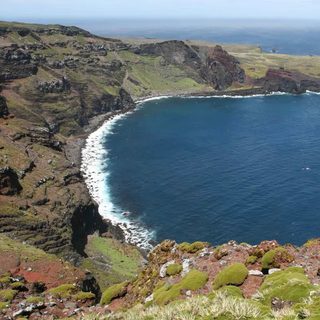 Cinco gatos por ratones: el error que devastó una isla