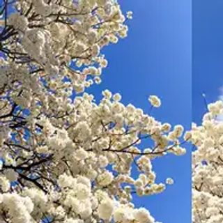 Un lapacho blanco floreció dos veces en la UNNE