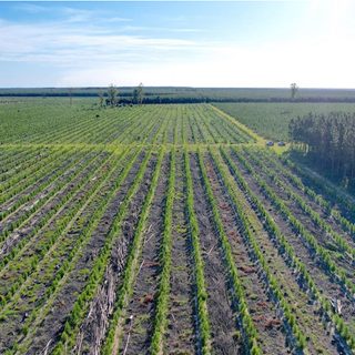 Denuncia por el RIGI sacude la foresto-industria de Corrientes