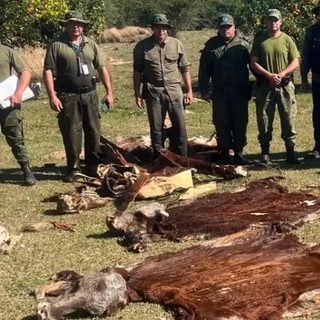 Cayeron dos veces por robo de ganado
