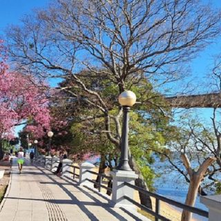 Los lapachos florecieron en Corrientes en el momento esperado