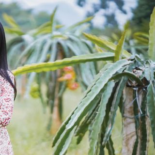 Foto: Lan Anh  Hoàng / Pexels