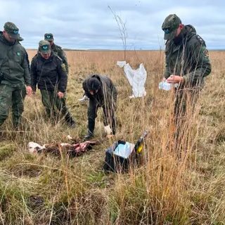 Mataron dos terneros en Concepción y sospechan de un yaguareté