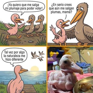 Nació sin plumas y sobrevivió años en una colonia de pelícanos