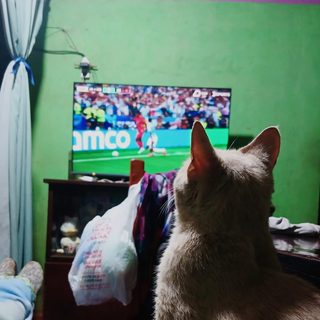 Desde distintas partes de la Argentina acompañando a la Seleccion !!