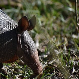 Foto: Chrtlmn / Pexels
