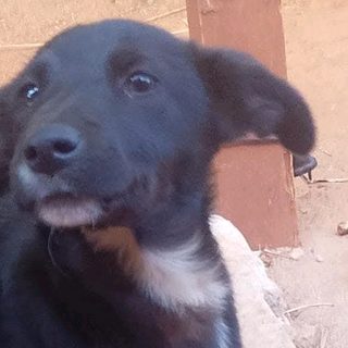 Buscan a Osita, una perrita sustraída el domingo